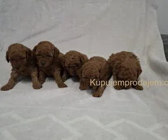 Prodajem patuljaste crvene pudle