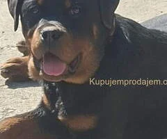 Rotvajler žensko štene