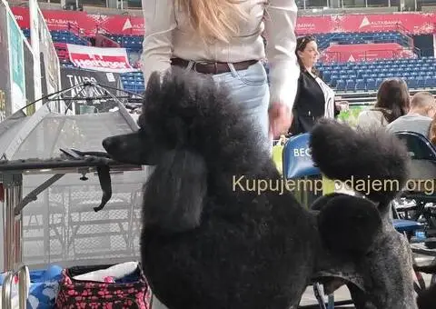 🐶  ŠAMPIONSKO LEGLO: Crne Standardne Pudle vrhunskog ranga