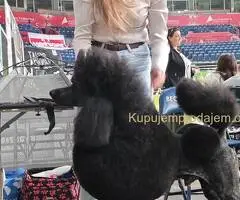 🐶  ŠAMPIONSKO LEGLO: Crne Standardne Pudle vrhunskog ranga