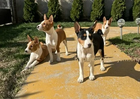 🐩Prelepi štenci rase Basenji