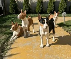 🐩Prelepi štenci rase Basenji