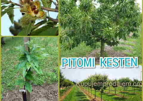 🌱 Prodajem sadnice pitomog kestena, sorta Marsol