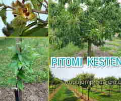 Prodajem sadnice pitomog kestena, sorta Marsol