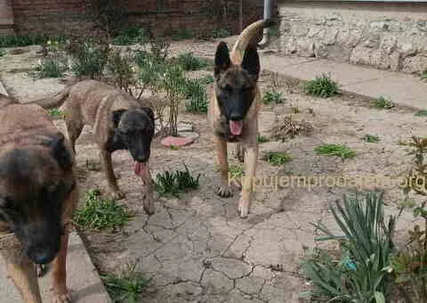 Belgijski ovčar MALINOA štenci