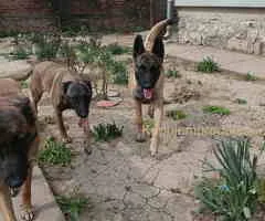 Belgijski ovčar MALINOA štenci