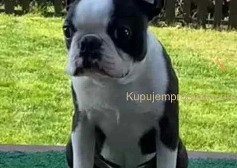 Dostupno muško štene Boston terijera