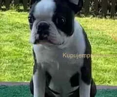 Dostupno muško štene Boston terijera