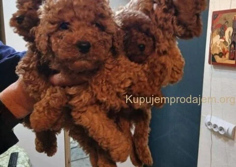 🐶Na prodaju štenci patuljaste pudle - 1/6