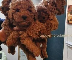 🐶Na prodaju štenci patuljaste pudle
