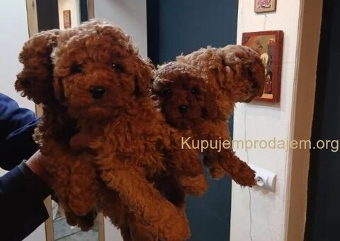 🐶Na prodaju štenci patuljaste pudle - 2/6