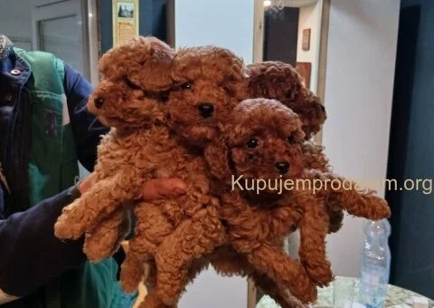 🐶Na prodaju štenci patuljaste pudle - 3/6