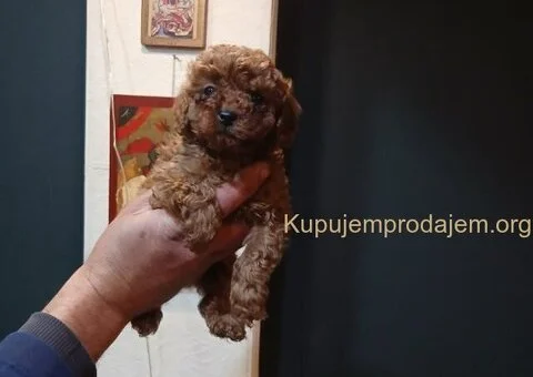 🐶Na prodaju štenci patuljaste pudle - 6/6
