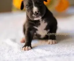 American pitbull terier