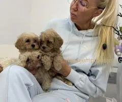Maltipoo vrhunske genetike - 1
