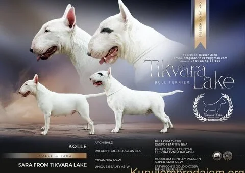 Standard Bul Terijer - 1/5