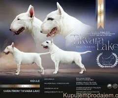 Standard Bul Terijer