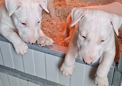 Standard Bul Terijer - 2/5