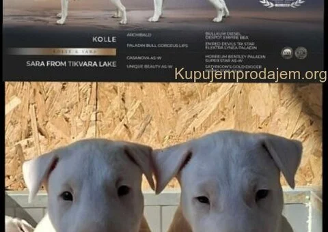 Standard Bul Terijer - 3/5