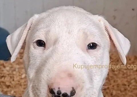 Standard Bul Terijer - 4/5