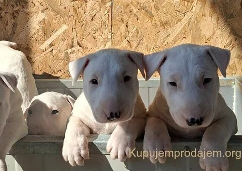 Standard Bul Terijer - 5/5