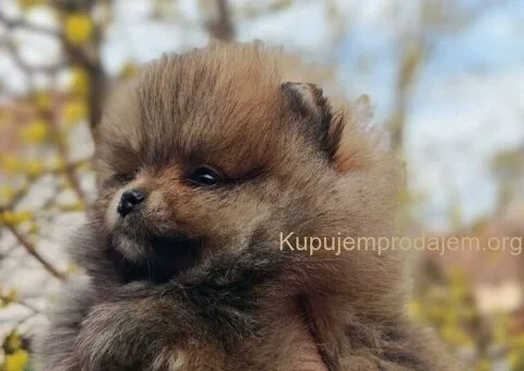 Stenci pomeranca prelepog krzna i izuzetno sitne građe - 1/4