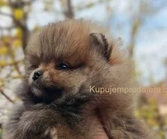 Stenci pomeranca prelepog krzna i izuzetno sitne građe