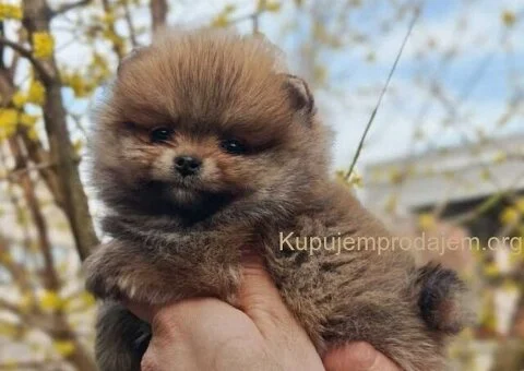 Stenci pomeranca prelepog krzna i izuzetno sitne građe - 2/4