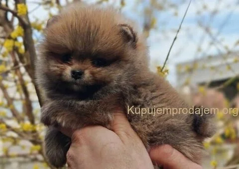 Stenci pomeranca prelepog krzna i izuzetno sitne građe - 3/4