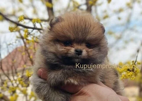 Stenci pomeranca prelepog krzna i izuzetno sitne građe - 4/4