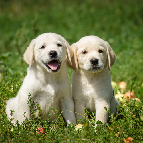 Kako se brinuti o štenetu labradora